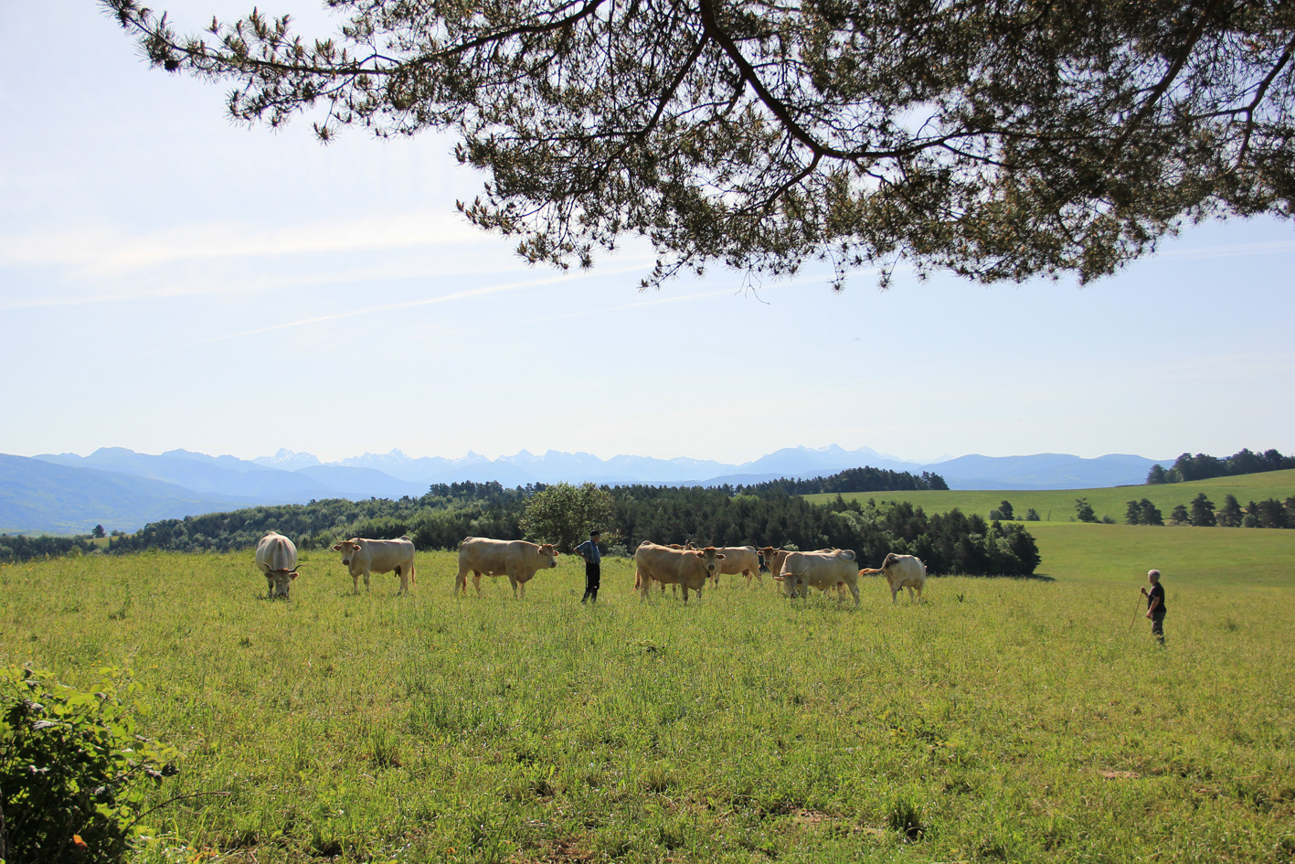 prado con vacas y dos personas